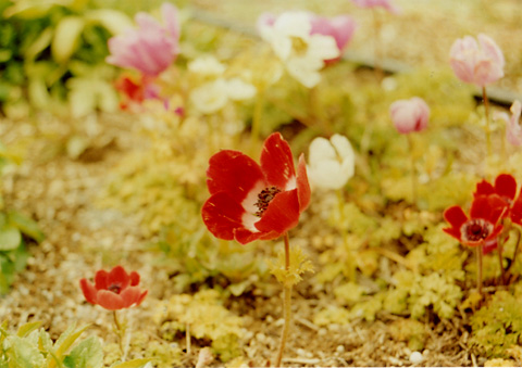 ◆花の美術館(庭園) ~CANON FTb+CANON LENS New FD35-70mm F4_e0174382_21223687.jpg