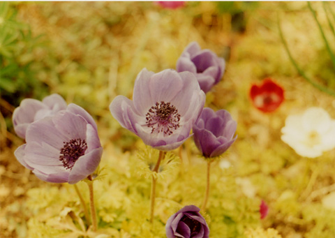 ◆花の美術館(庭園) ~CANON FTb+CANON LENS New FD35-70mm F4_e0174382_21224965.jpg