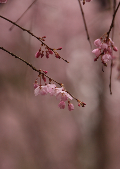 水戸の枝垂桜を訪ねる　＜１＞　六地蔵寺_e0143883_21541159.jpg