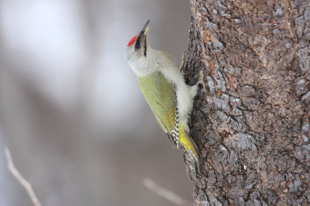 旭川の野鳥たち 其の弐 とり ときどき ヒコーキ 旭川の野鳥たち 其の弐 とり ときどき ヒコーキ