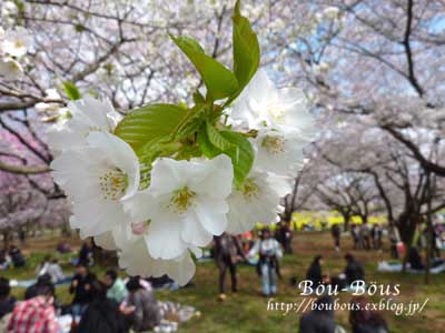 昭和記念公園のサクラ♪_d0128697_2183336.jpg