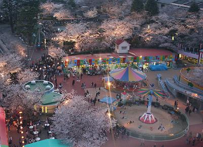 王子動物園夜桜通り抜け 前編 神戸トピックス 王子動物園夜桜通り抜け 前編 神戸トピックス