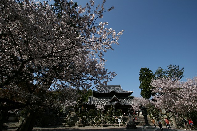 粉河寺　～桜が満開～_b0184700_21344914.jpg