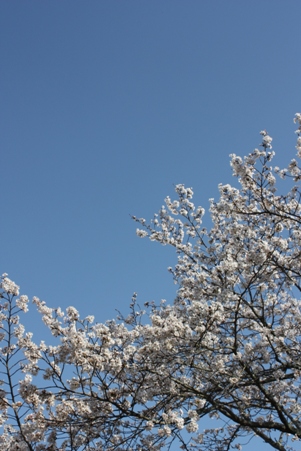 桜・・・*_f0181000_21395686.jpg