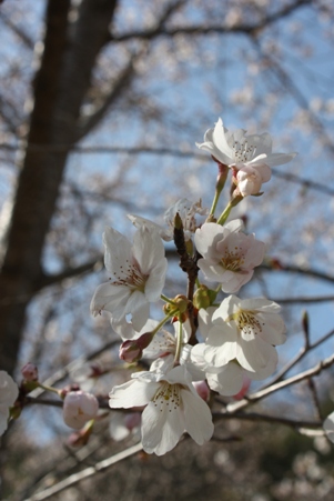 桜・・・*_f0181000_21563517.jpg