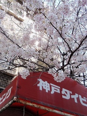 定点　桜_e0097701_20482122.jpg