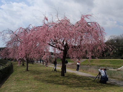 播磨の桜_e0097701_2232647.jpg