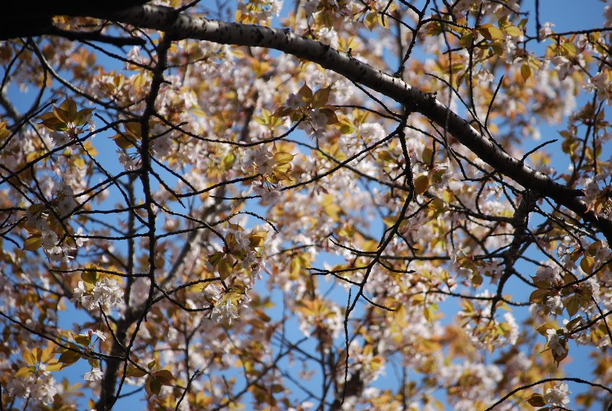 f0101201_20145567.jpg
