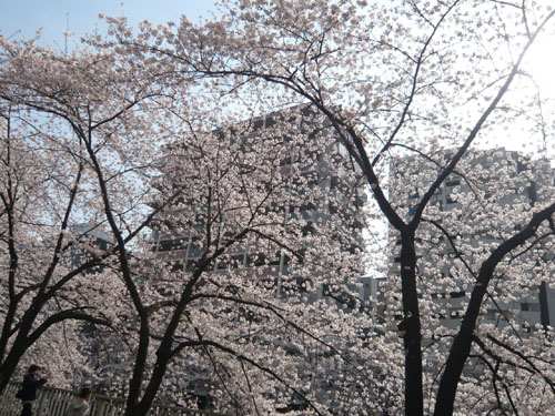 桜の木の下で_c0211002_183967.jpg