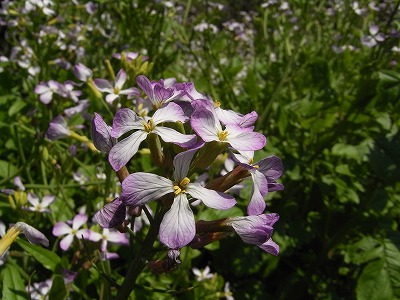 f0187402_21442650.jpg