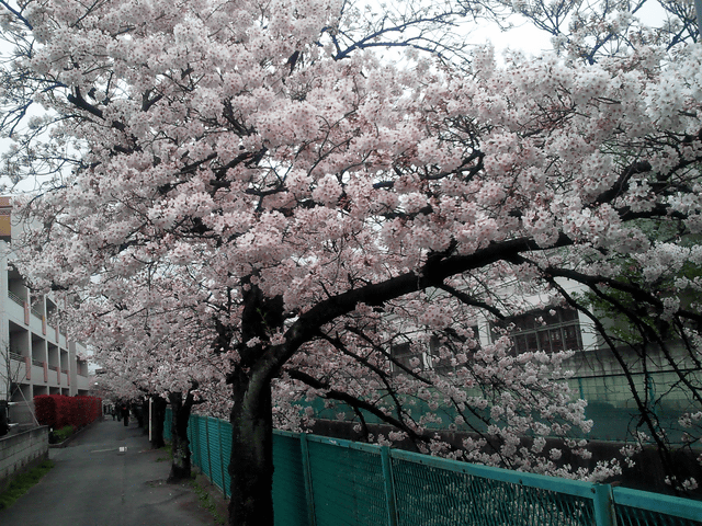 a0006605_1691334.gif