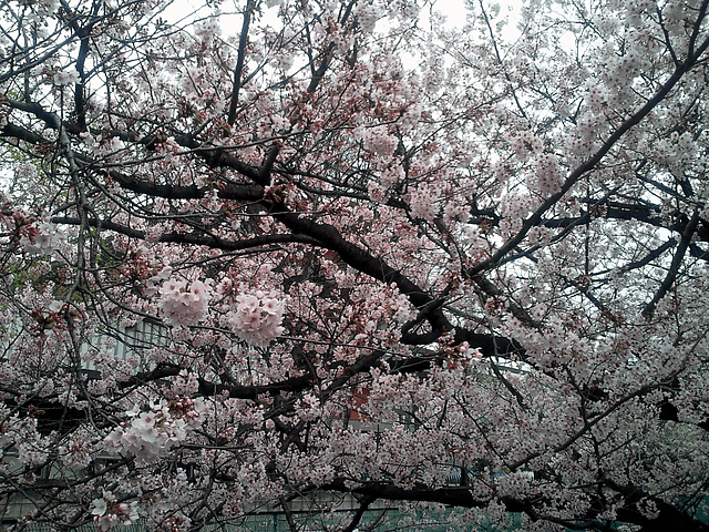 a0006605_1693846.gif