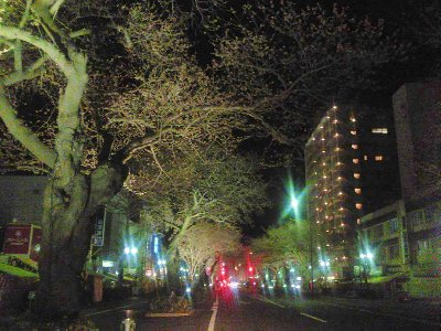 サクラサク - 2.真夜中の「夜桜」ドライブ_a0033505_1145284.jpg