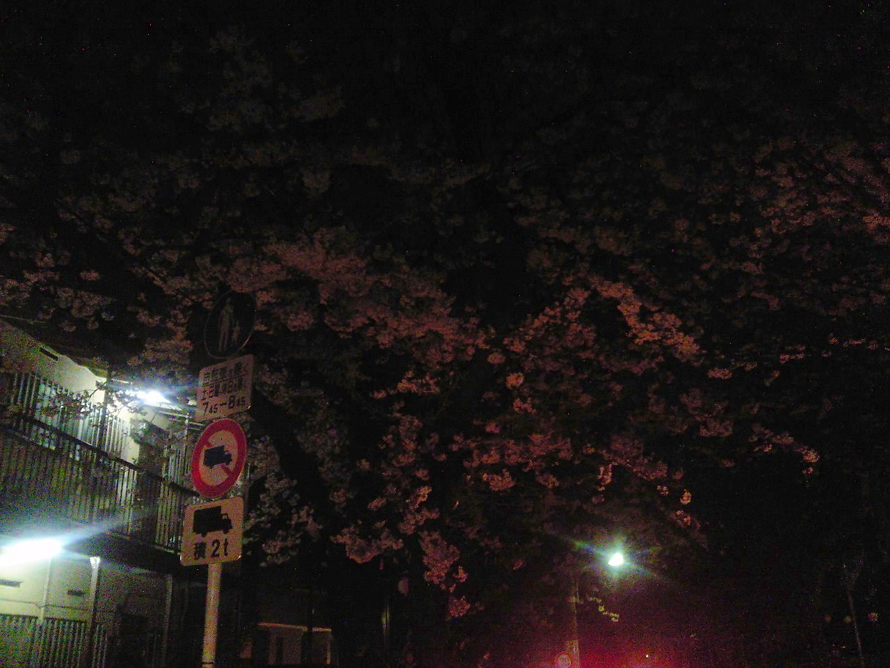 サクラサク - 2.真夜中の「夜桜」ドライブ_a0033505_11584415.jpg
