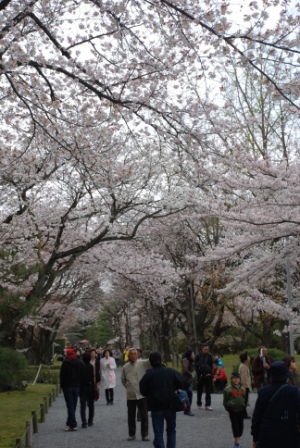 桜　～　二条城、平野神社、高瀬川_c0117706_0251654.jpg