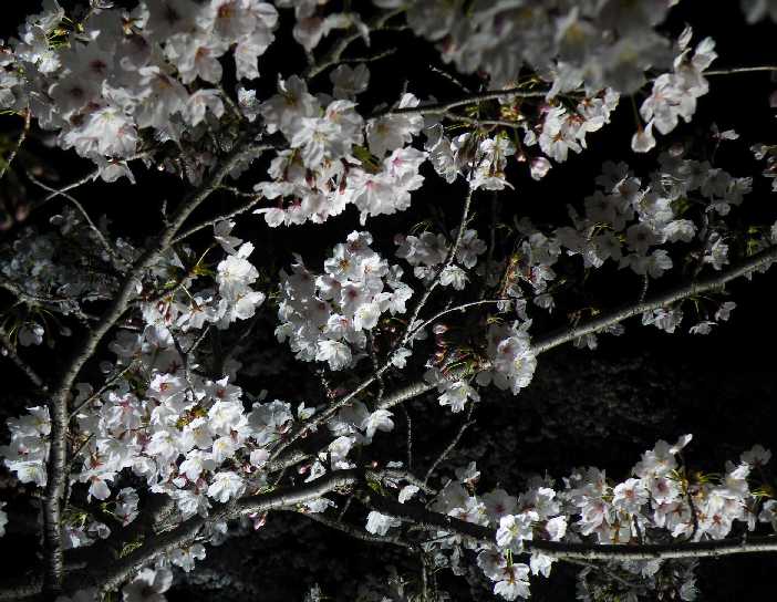　名古屋山崎川の桜　　　　　４．４_d0140806_21232961.jpg