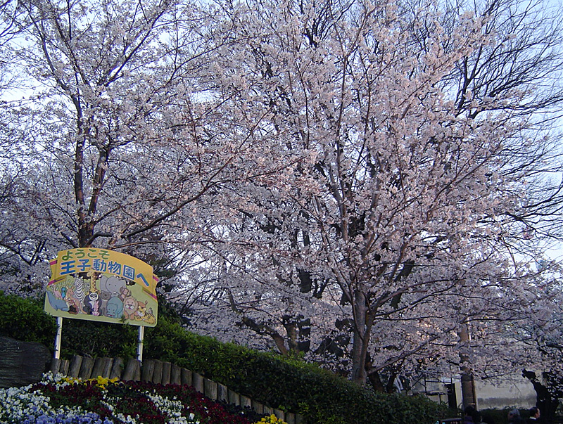 さくらはほぼ満開(^^) 神戸市立王子動物園_e0026606_1315798.jpg