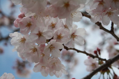 桜_b0129008_19571215.jpg