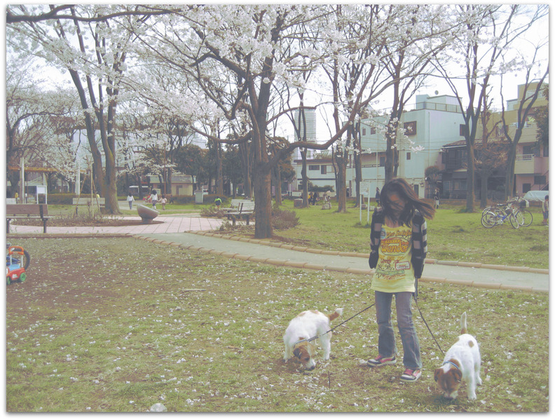 公園の桜_e0127409_2329222.jpg
