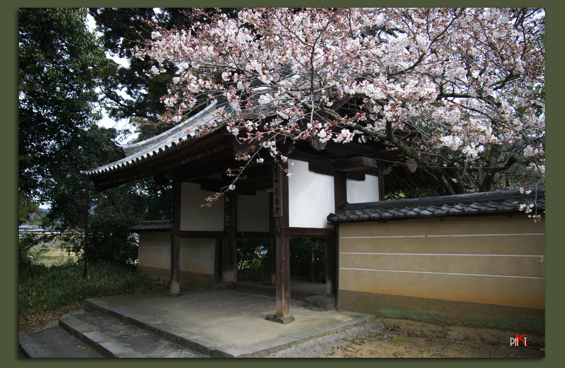 春桜・奈良（10）「長岳寺」_f0221510_7374688.jpg