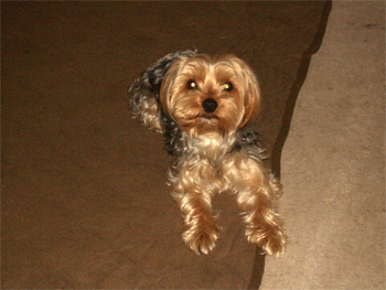 c0143711_21155099.gif