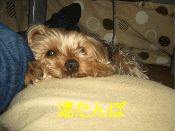 c0143711_21201091.gif