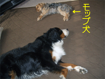 c0143711_21322895.gif