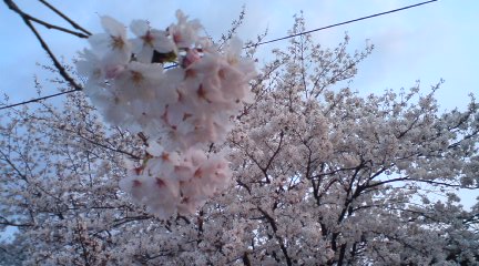 花見シーズン!_a0059812_21104464.jpg