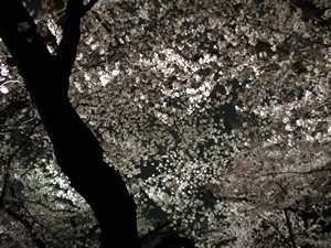 夜桜見物_a0153913_16205030.jpg