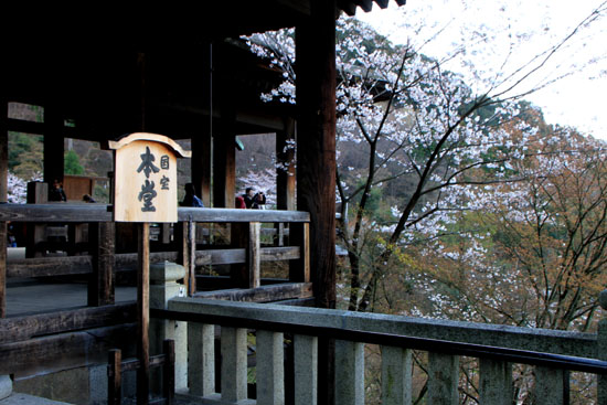 さくら満開　清水寺1_e0048413_21571582.jpg