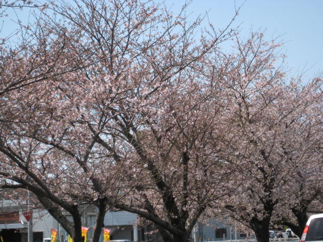 桜を観ました_c0207114_2123817.jpg