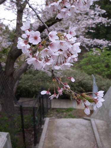 桜・・・満開です_c0047115_1451046.jpg