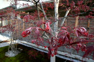 夜桜、紅葉、柚の苗_c0170415_1785847.jpg