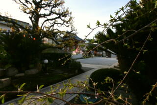 2010年 しだれ桜プロジェクト再開 【その７】_c0170415_764022.jpg