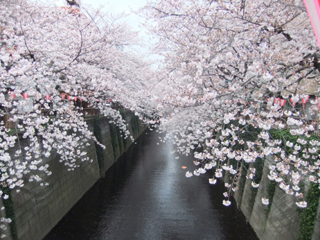 中目黒マーキュリードッグさん桜祭りにて_c0209415_144373.jpg