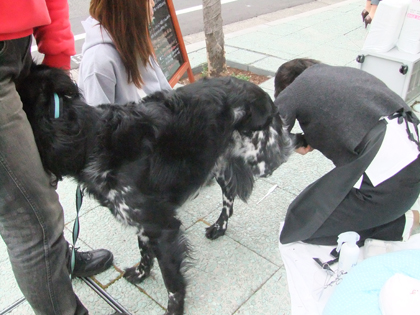 中目黒マーキュリードッグさん桜祭りにて_c0209415_14514515.jpg