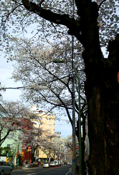 e0115516_169040.jpg