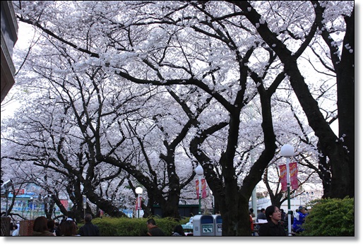 夜桜を見に豊島園へ_a0075819_21593052.jpg