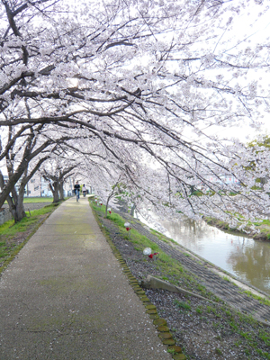 桜のトンネル～佐保川散策_b0019820_201491.jpg