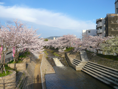 桜のトンネル～佐保川散策_b0019820_2075629.jpg