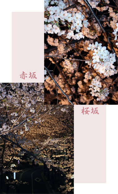 花見 in 都会のど真ん中_d0133320_0483054.jpg