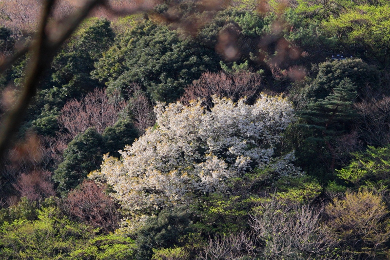 2010年4月3日　朝だけの陽射しで伊豆スカイラインは濃霧の中でした　（　４/１撮影　）in Shizuoka_d0129921_1251376.jpg