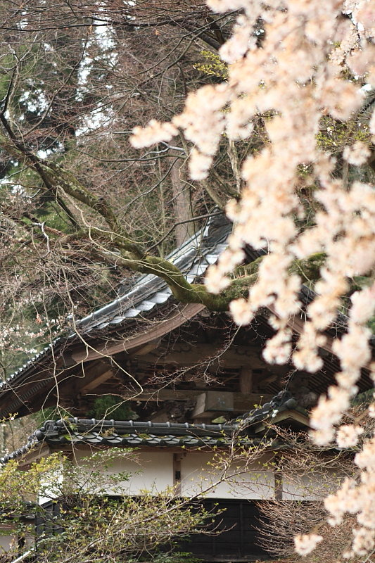 嶺雲寺の桜_e0168321_22174054.jpg