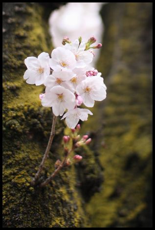 桜の坂道_b0073923_213492.jpg