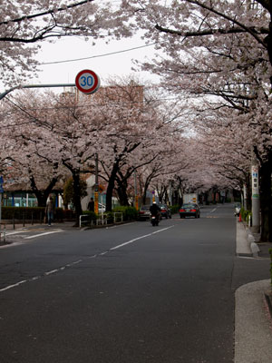 桜～かむろ坂_f0055024_972116.jpg