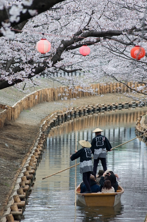 川越の桜　８_f0040525_1425451.jpg