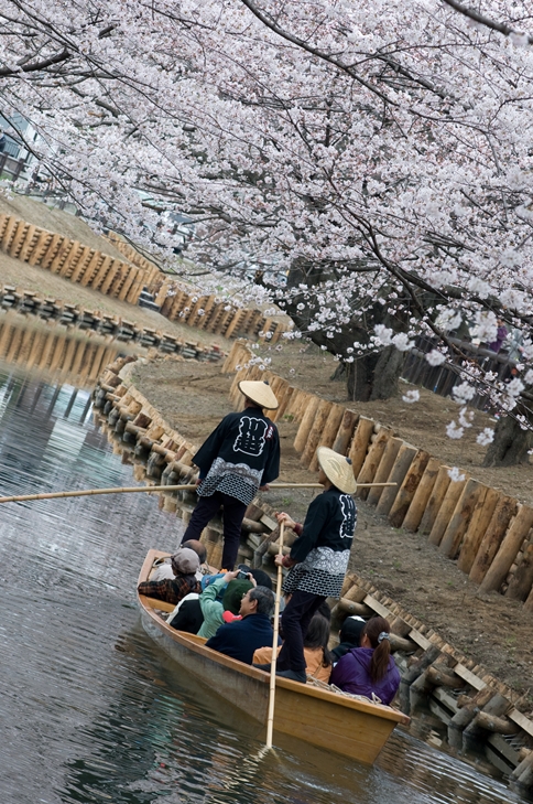 川越の桜　８_f0040525_14262595.jpg