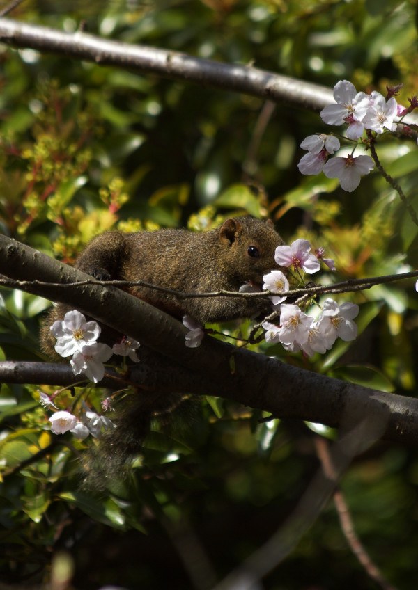 桜の季節－２_b0160326_9235184.jpg