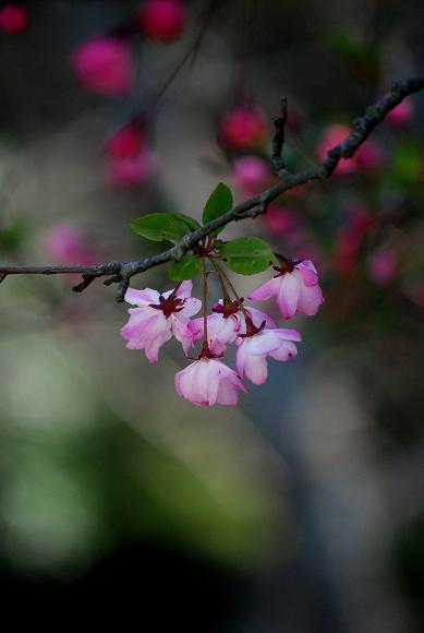 妙本寺　_d0085228_1916036.jpg