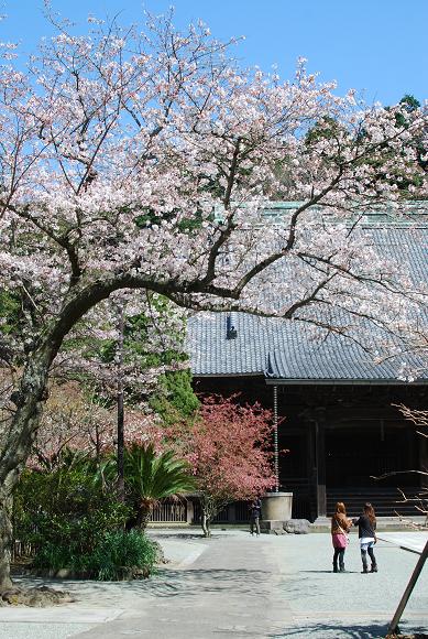 妙本寺　_d0085228_1916155.jpg